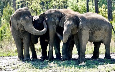 Llegan elefantes «jubilados» de circos a su nueva reserva natural en Florida