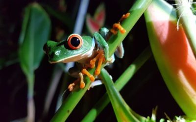 Desfile de ranas: un tour educativo y novedoso para realizar en familia