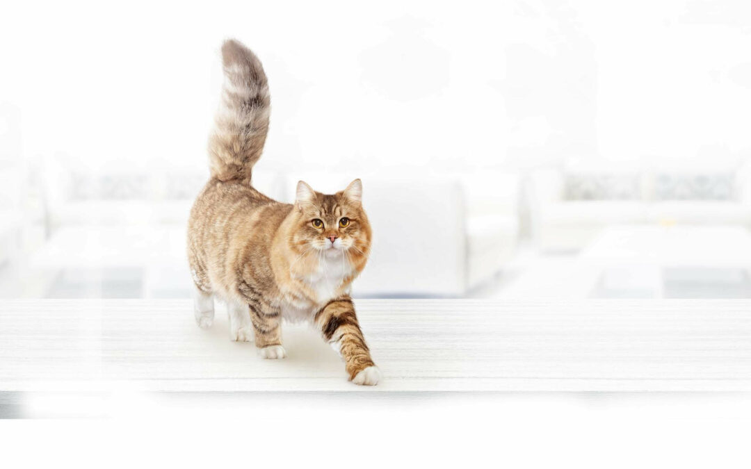 Amantes de los gatos: 5 consejos para una correcta alimentación de esta mascota