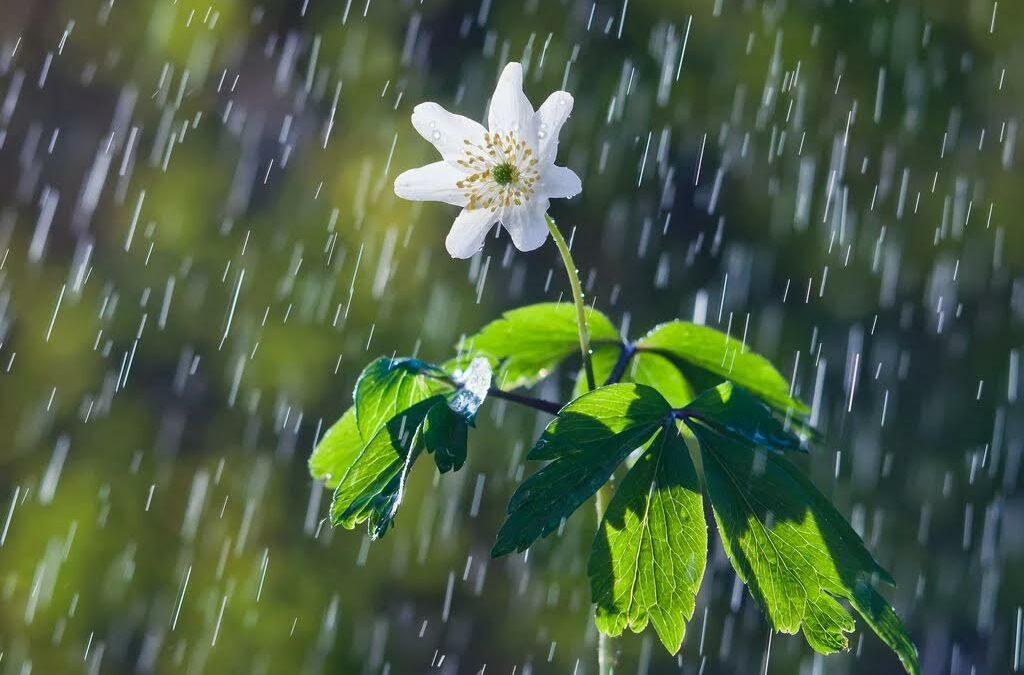 ¿Cómo conservar la belleza y salud de tus plantas durante la época lluviosa?