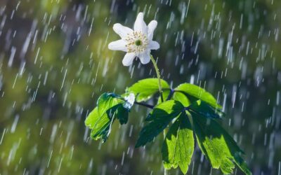 ¿Cómo conservar la belleza y salud de tus plantas durante la época lluviosa?