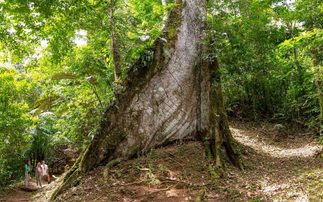 Chachagua Rainforest, el primer hotel de Costa Rica en ser parte de la iniciativa Un Millón de Árboles