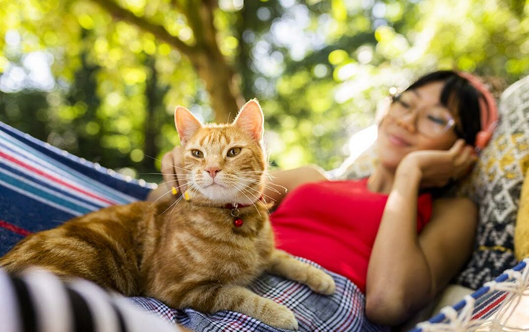 Conozca uno de los virus más comunes en los gatos y cómo prevenirlo