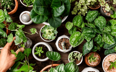 ¿Cómo mantener la belleza y salud de sus plantas durante el invierno?