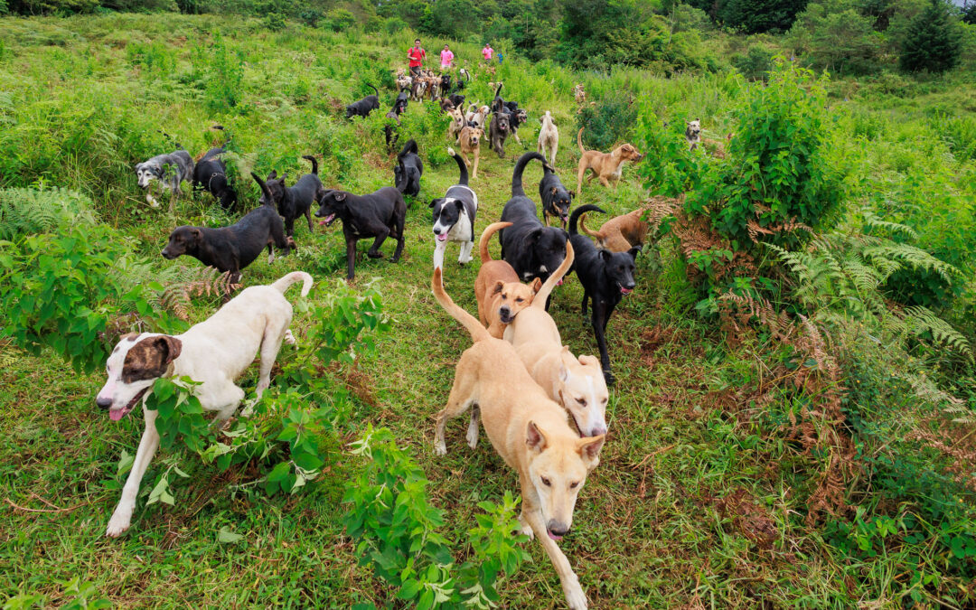 ¡Llegó el Zaguatón! Apoye la alimentación de 1.800 perritos en Costa Rica