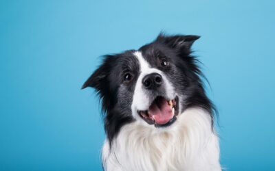 Lanzan en Costa Rica nuevas galletas para perros que son aptas para el consumo humano