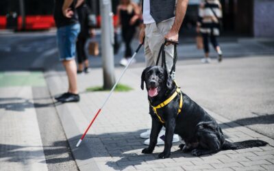 Día Internacional del Perro de Asistencia: inclusión y esperanza en movimiento