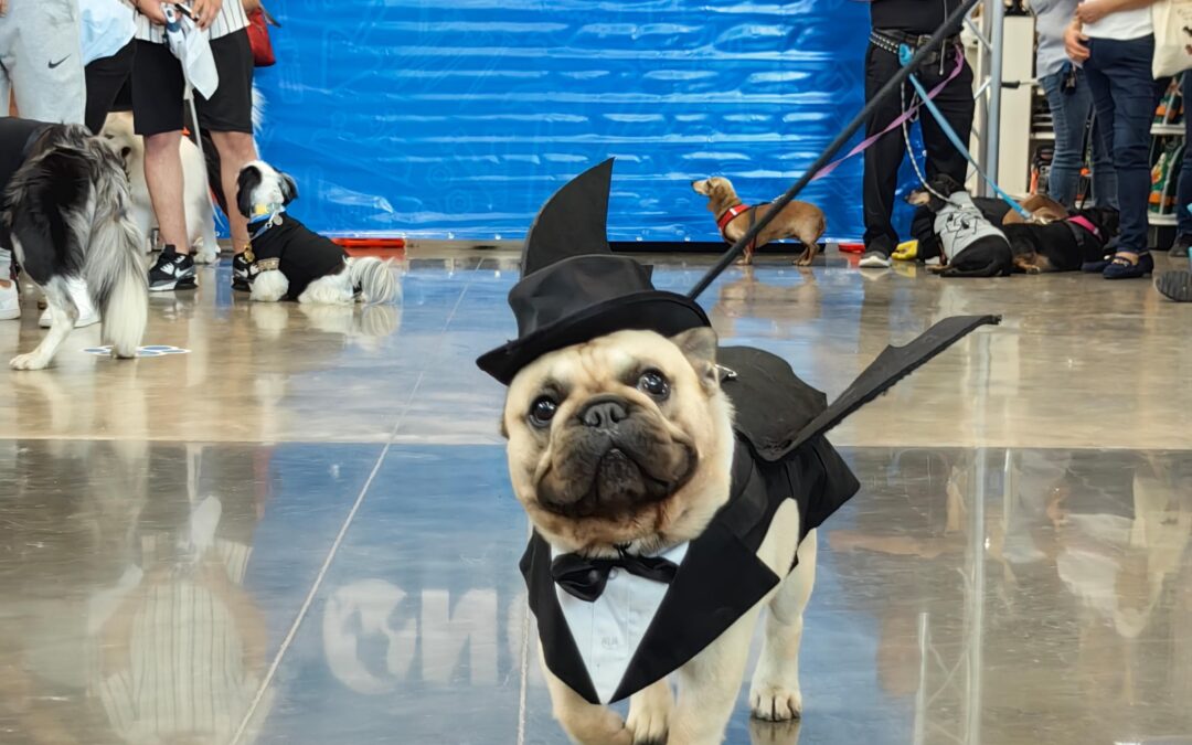 Novex celebra la IV Edición de su Pasarela de Mascotas en su tienda en Curridabat