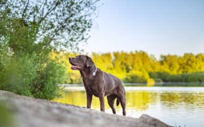 Viajes en 2026: planificación veterinaria, la clave para trasladar mascotas de forma segura